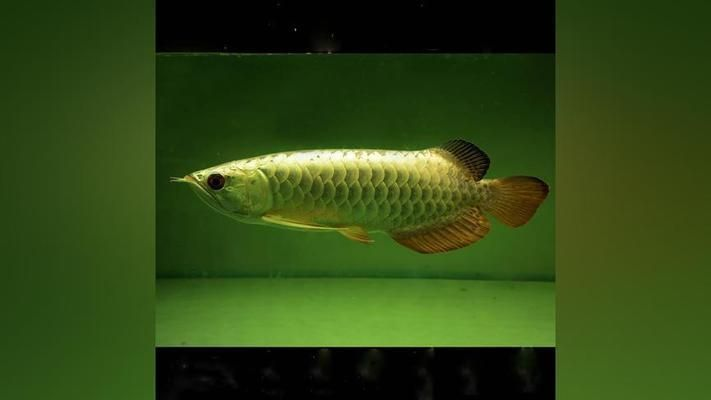 龍魚喂大麥蟲的重要性有哪些（大麥蟲對龍魚的成長有益，但長期單一喂食大麥蟲可能會對健康產生負面影響）