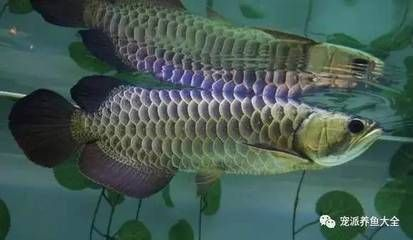 龍魚喂大麥蟲的重要性有哪些（大麥蟲對龍魚的成長有益，但長期單一喂食大麥蟲可能會對健康產生負面影響）