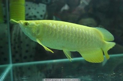 金龍魚和貴州茅臺哪個好（金龍魚和貴州茅臺哪個更好）