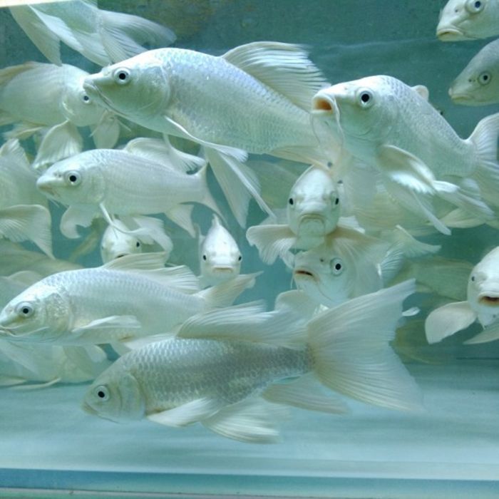 蝴蝶鯉魚苗繁殖水溫控制技巧，蝴蝶鯉魚苗繁殖期飼料選擇,蝴蝶鯉魚苗繁殖后護理方法