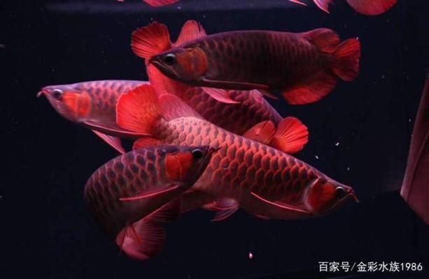 龍魚混養小妙招有哪些，龍魚混養水質管理技巧