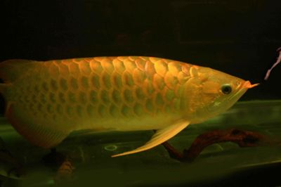 馬來西亞紅金龍魚照片，馬來西亞紅金龍魚