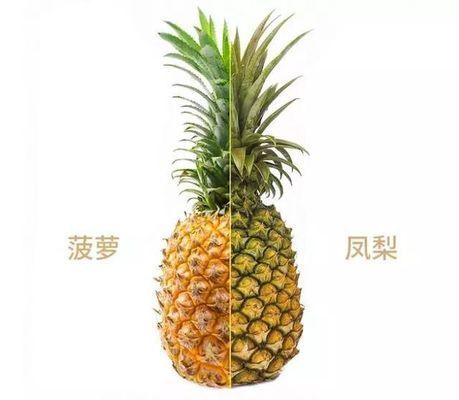 金龍魚和菠蘿魚混養，金龍魚和菠蘿魚可以混養嗎 金龍魚和菠蘿魚混養，金龍魚和菠蘿魚可以混養嗎 龍魚百科 第5張