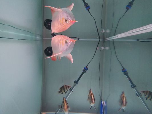 龍魚間歇性趴缸怎么回事，龍魚趴缸與水質變化的關系