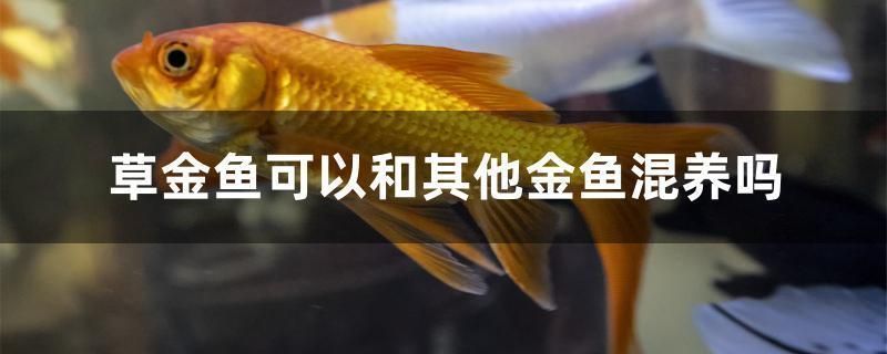 印尼三紋虎與龍魚混養效果（印尼三紋虎與龍魚混養的效果受到多種因素影響）