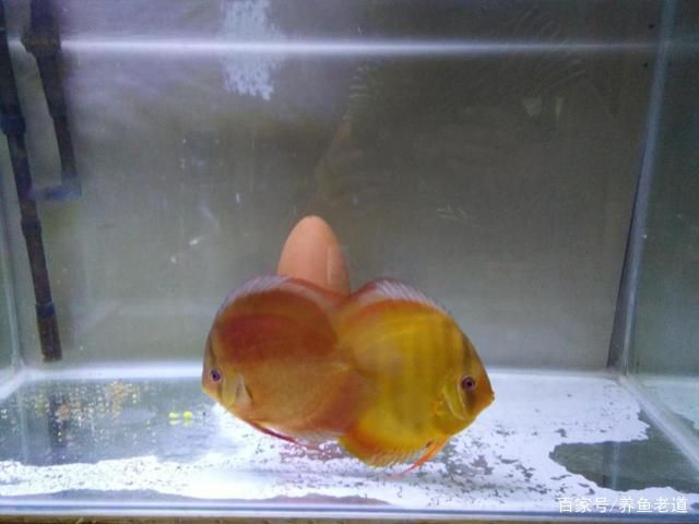 龍魚怎么造景比較好養活：打造龍魚理想家園，造景藝術與養護秘籍