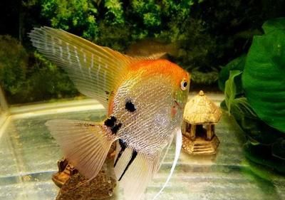 最招財(cái)?shù)娘L(fēng)水魚(yú)紅龍魚(yú)有哪些品種：揭秘最招財(cái)?shù)娘L(fēng)水魚(yú)，紅龍魚(yú)的奧秘與魅力