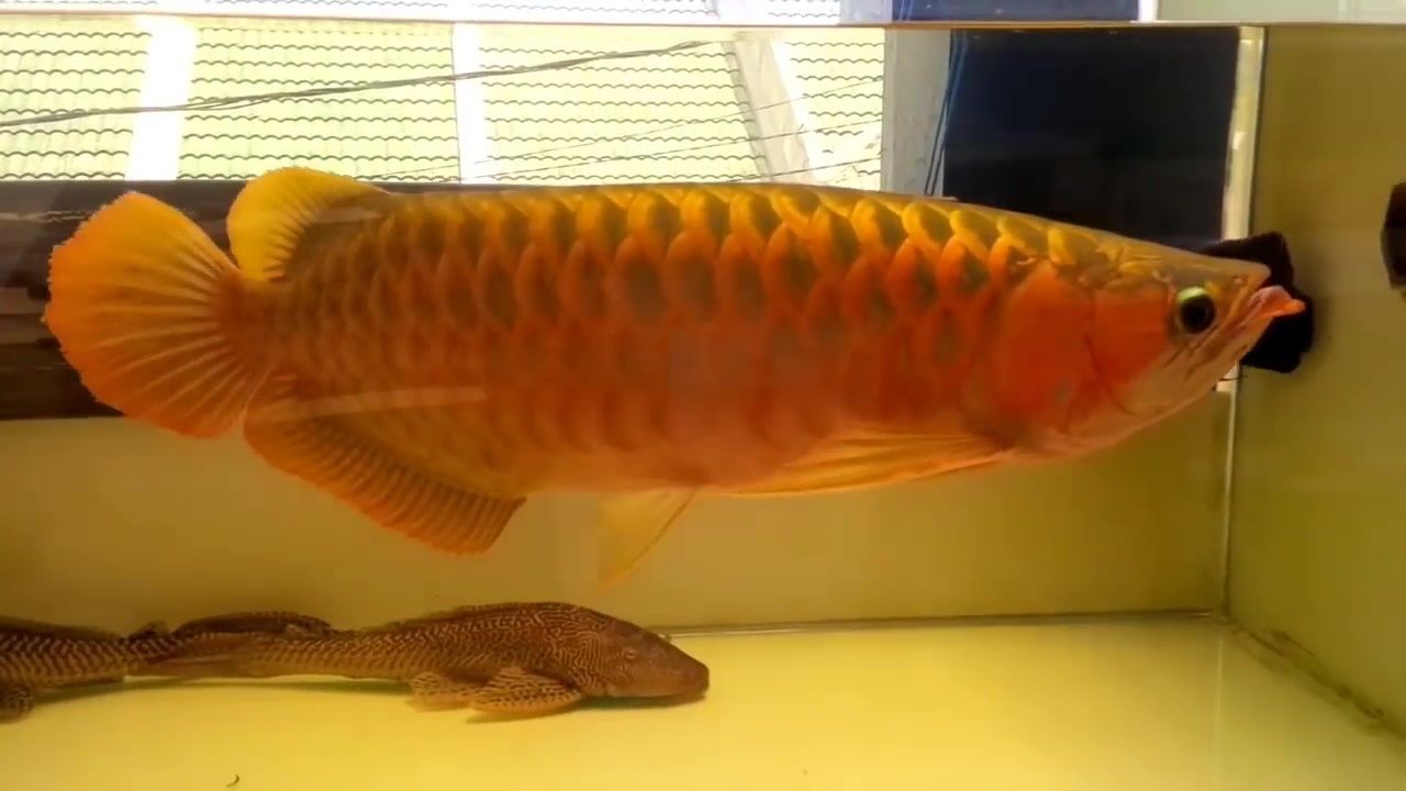 龍魚鑒定中心官網電話，搜索結果未提及龍魚鑒定中心官網電話無法準確回答