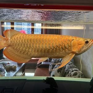 哪些蝦虎魚可以混養(什么魚可以和蝦虎混養)