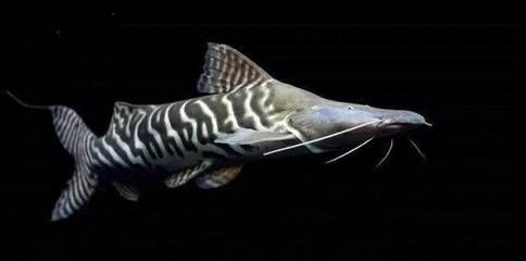 撒旦鴨嘴可以和龍魚混養嗎，撒旦鴨嘴魚與龍魚混養是可行的但需要考慮兩者食性、體型及對環境要求