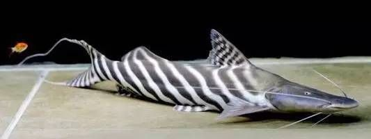 撒旦鴨嘴可以和龍魚混養嗎，撒旦鴨嘴魚與龍魚混養是可行的但需要考慮兩者食性、體型及對環境要求