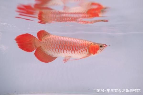 那里的紅龍魚最漂亮（紅龍魚養殖水質管理技巧）