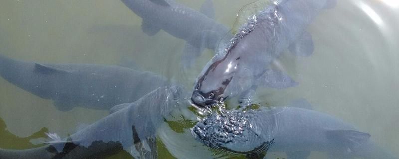 青龍魚能長多大一條魚，青龍魚生長速度受哪些因素影響青龍魚健康成長的重要因素