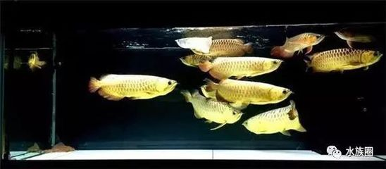 龍魚的混養配魚（適合與龍魚混養的魚類）