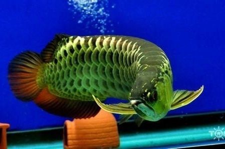 龍魚怎么訓(xùn)練吃飼料的，如何訓(xùn)練龍魚吃飼料 龍魚怎么訓(xùn)練吃飼料的，如何訓(xùn)練龍魚吃飼料 龍魚百科 第1張