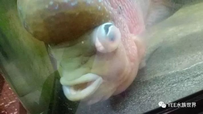 龍魚得水霉病怎么治療好的快呢：龍魚得水霉病的治療方法 龍魚得水霉病怎么治療好的快呢：龍魚得水霉病的治療方法 龍魚百科 第3張