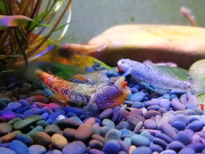 雷龍魚苗長什么樣，如何挑選健康的雷龍魚苗