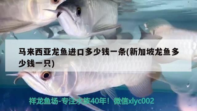 龍魚進口多少錢一條（龍魚的進口價格是多少）