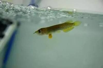 龍魚怎么配對繁殖的：龍魚繁殖成功率的影響因素