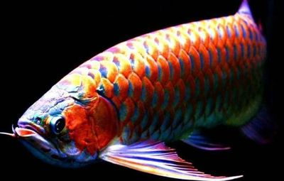 如何看龍魚的狀態(tài)是否正常，如何判斷龍魚的健康狀況