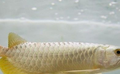 金龍魚一般長多長，金龍魚一般體長多大？