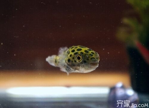潛水艇魚飼養(yǎng)環(huán)境優(yōu)化技巧：優(yōu)化潛水艇魚飼養(yǎng)環(huán)境的實用技巧