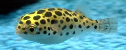 潛水艇魚飼養(yǎng)環(huán)境優(yōu)化技巧：優(yōu)化潛水艇魚飼養(yǎng)環(huán)境的實用技巧