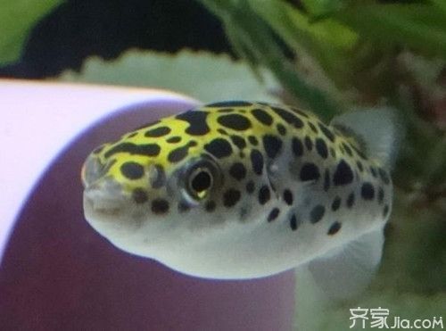 潛水艇魚飼養環境優化技巧：優化潛水艇魚飼養環境的實用技巧 潛水艇魚飼養環境優化技巧：優化潛水艇魚飼養環境的實用技巧 龍魚百科 第4張