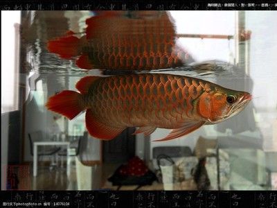 立達藍寶石金龍魚特點，立達藍寶石金龍魚混養注意事項立達藍寶石金龍魚混養注意事項