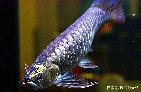 金龍魚過背和古典過背區(qū)別在哪，過背金龍魚和古典過背金龍魚的區(qū)別