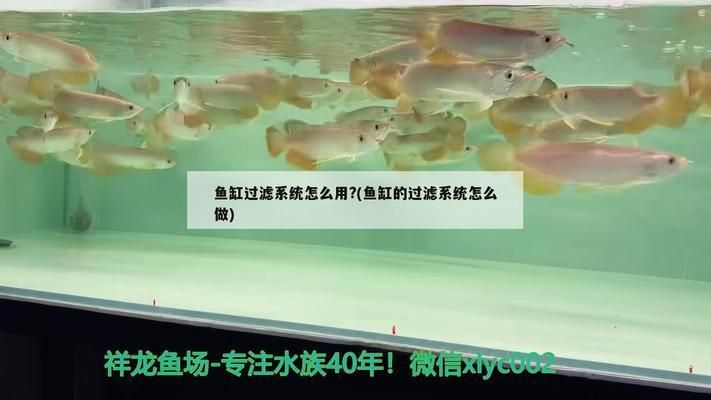 龍魚缸過濾系統怎樣做的好，如何做好用的龍魚缸過濾系統