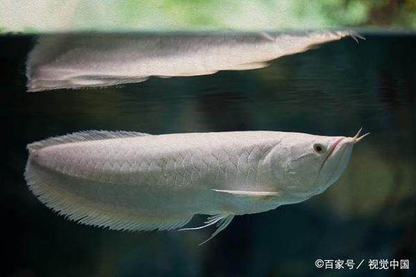龍魚有幾個(gè)顏色，如何挑選優(yōu)質(zhì)龍魚，龍魚顏色與品種的關(guān)系