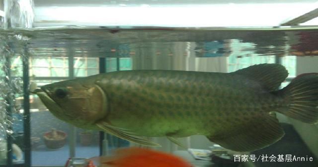 龍魚有幾個(gè)顏色，如何挑選優(yōu)質(zhì)龍魚，龍魚顏色與品種的關(guān)系