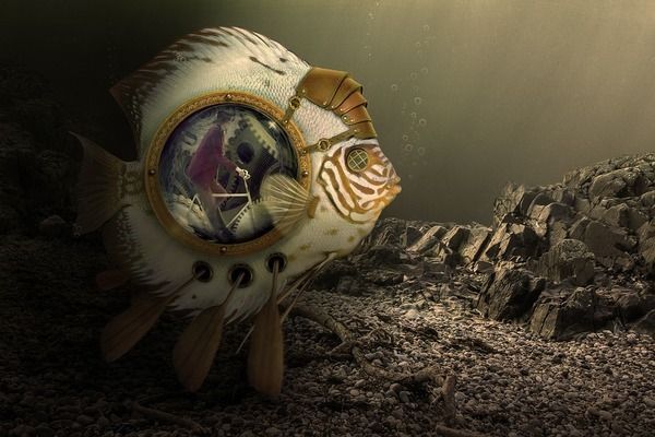 雷龍魚哪種好看，雷龍魚怎么養？