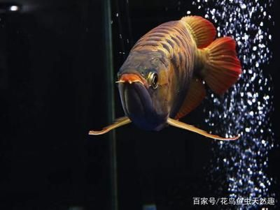 養(yǎng)了多年的龍魚死了：龍魚為什么會突然死亡
