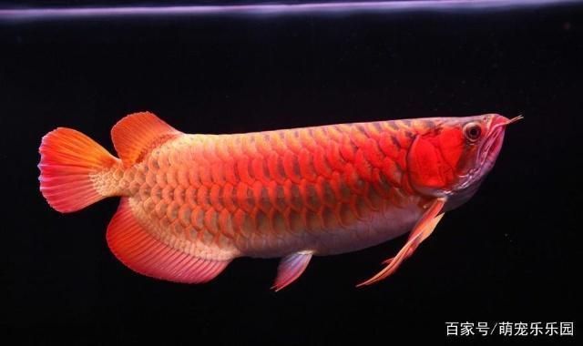 龍魚會死嗎：如何判斷龍魚的健康狀態(tài)，龍魚飼養(yǎng)環(huán)境優(yōu)化技巧