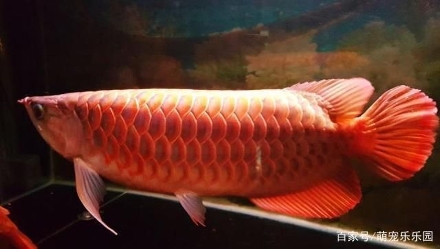 龍魚會死嗎：如何判斷龍魚的健康狀態，龍魚飼養環境優化技巧