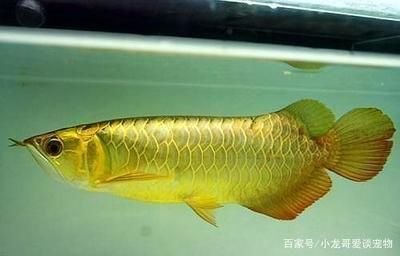 金龍魚碰壞了了魚鱗：金龍魚碰壞了魚鱗會導致魚鱗掉落，可能引發感染或其他健康問題