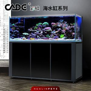 龍魚配魚數量，龍魚與配魚的搭配數量