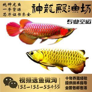 龍魚一手貨源，如何獲取龍魚一手貨源