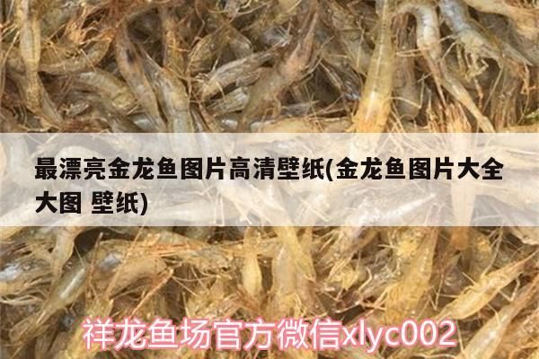 最漂亮金龍魚圖片高清壁紙(金龍魚圖片大全大圖壁紙)