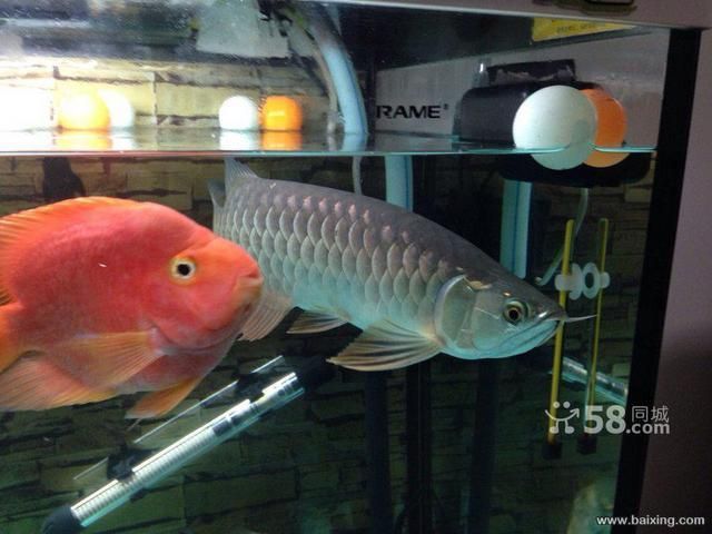 石家莊哪里賣龍魚便宜，石家莊龍魚價格受多種因素影響