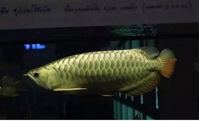 龍魚都吃什么東西：龍魚專用飼料購買指南