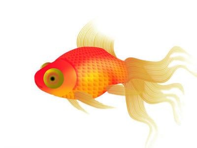 描寫金龍魚的優美句子（描寫金龍魚的優美句子：眼睛鰭,尾巴,金龍魚）
