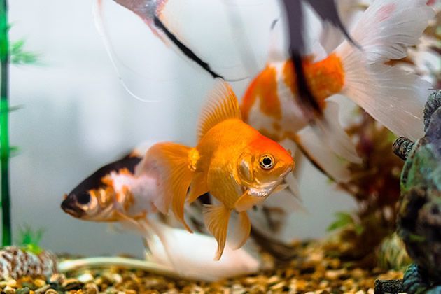 描寫金龍魚的優美句子（描寫金龍魚的優美句子：眼睛鰭,尾巴,金龍魚）
