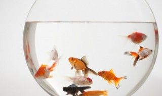 描寫金龍魚的優美句子（描寫金龍魚的優美句子：眼睛鰭,尾巴,金龍魚）