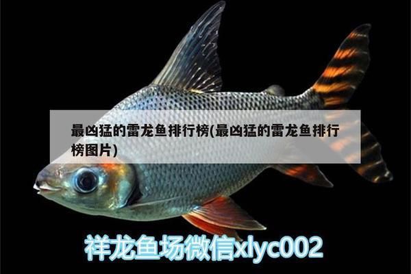哪種雷龍魚最兇，哪種雷龍魚是最兇猛的？