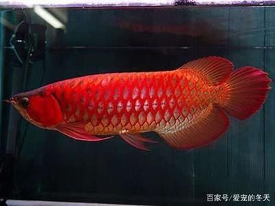 買龍魚怎么選顏色（買龍魚時，選擇顏色是關鍵因素，挑選龍魚顏色的建議）