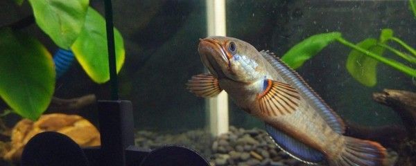 雷龍魚能不能混養，雷龍魚可以與其他魚類混養嗎