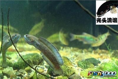 雷龍魚能不能混養，雷龍魚可以與其他魚類混養嗎